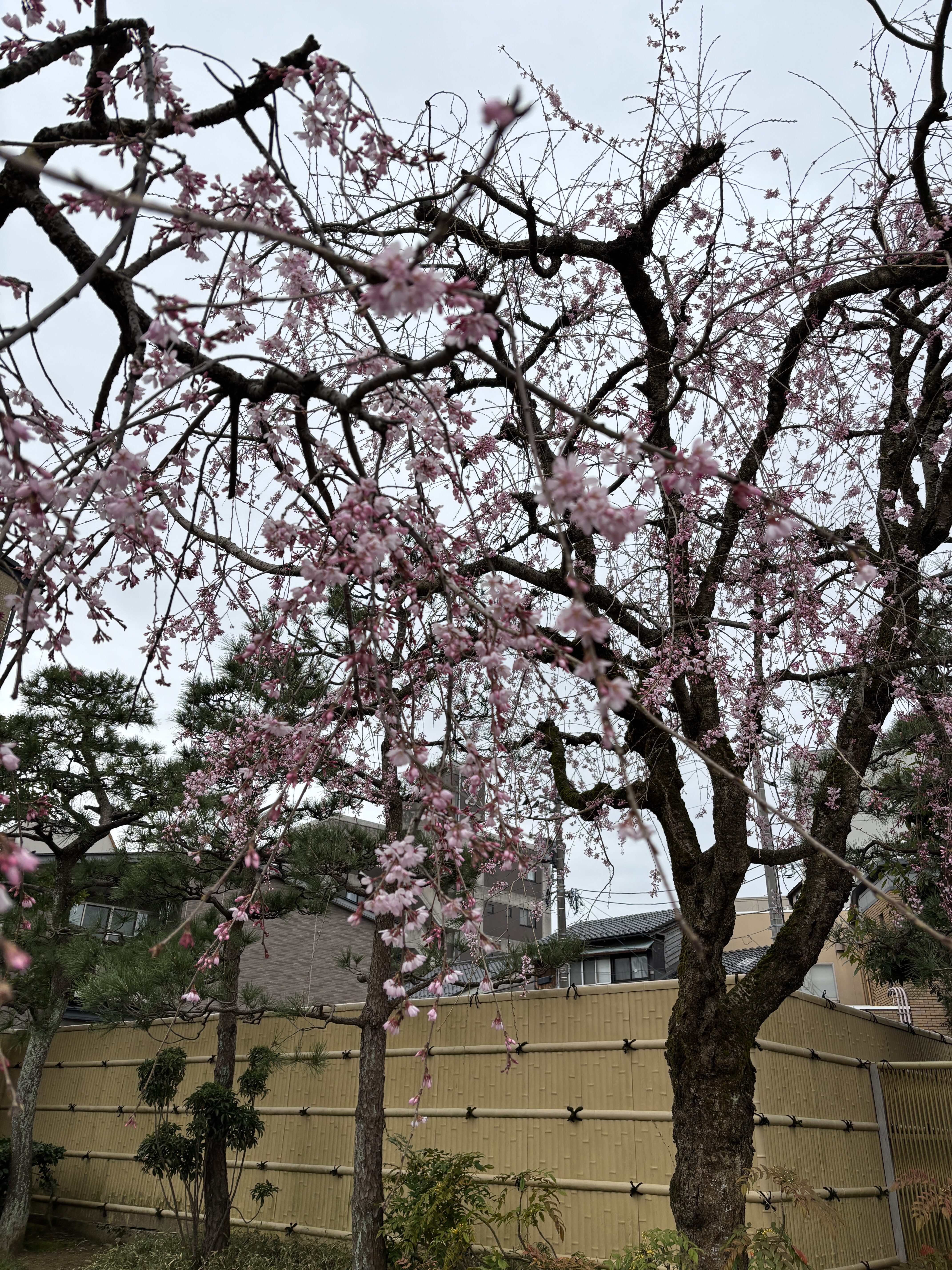 初めまして　ほぼっちです